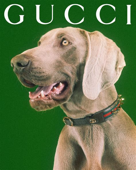 gucci shoes dog|gucci dog collection.